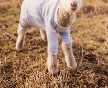 Pet-products-textiles